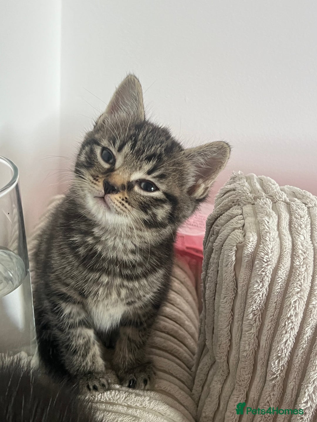 Domestic Shorthair cats for sale: 3 kittens for sale - Image 3