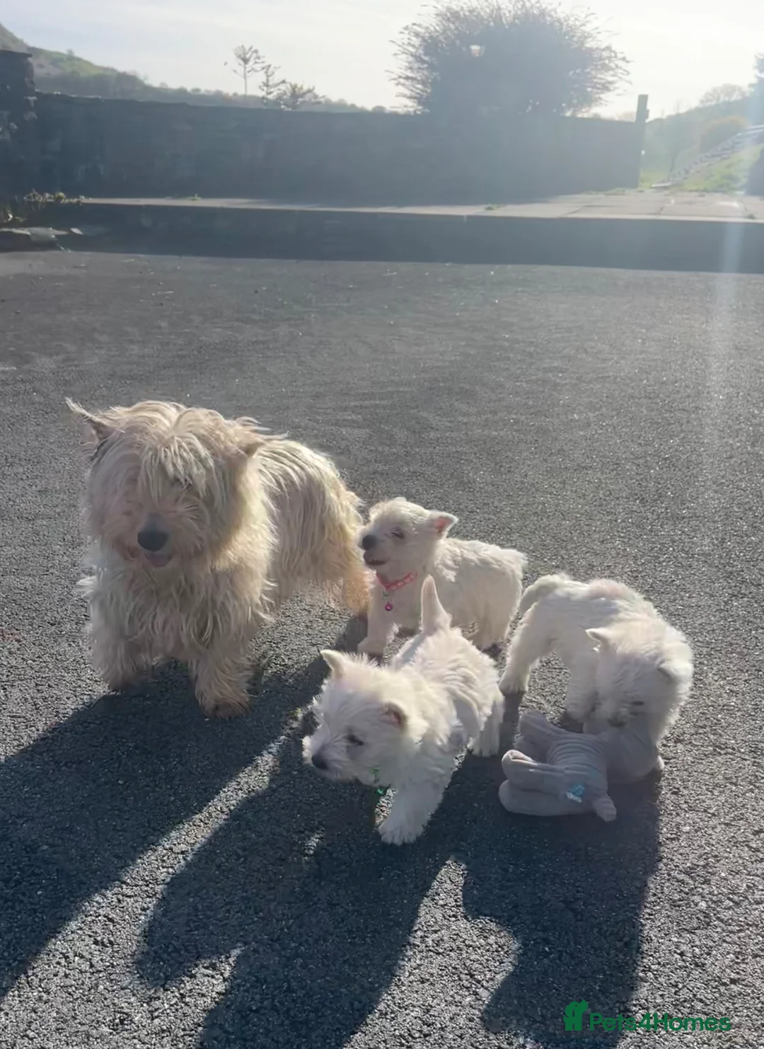 West Highland Terrier dogs for sale: Three beautiful female Westie puppies in Lampeter - Advert 5