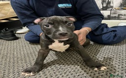 American Bull Staffy dogs for sale: american staffordshire for sale  - Image 17