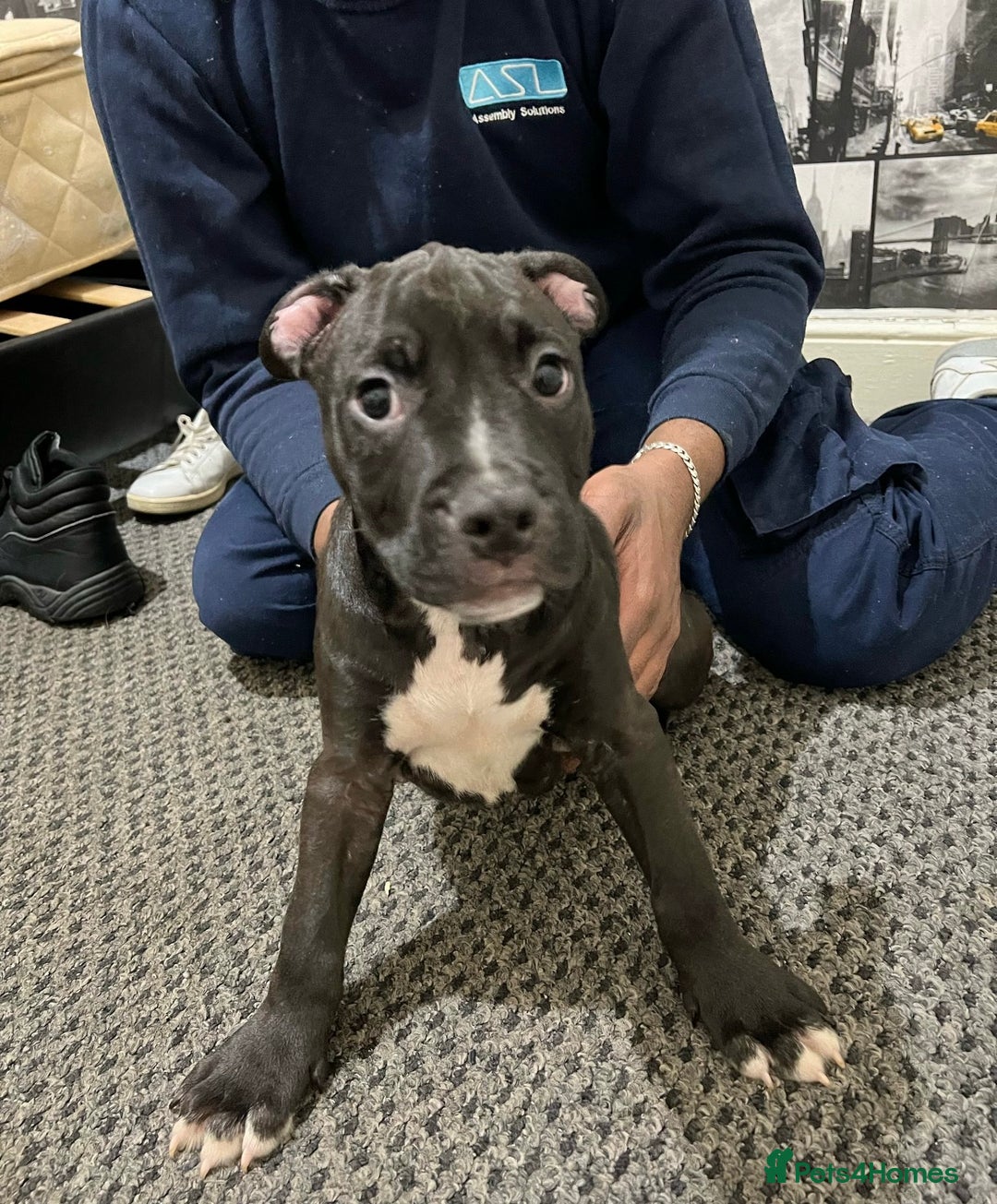 American Bull Staffy dogs for sale: american staffordshire for sale  - Image 17