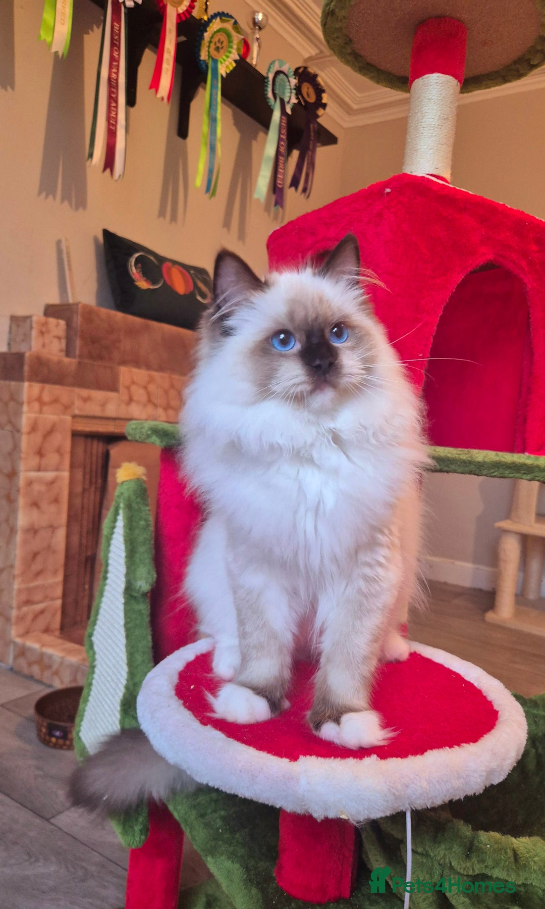 Ragdoll cats for sale: Ragdoll male kitten gccf active - Advert 7