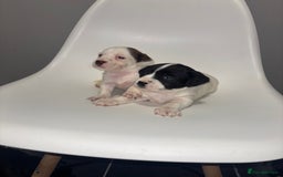 Sprocker dogs for sale: Sprocker puppy’s for sale  - Image 3