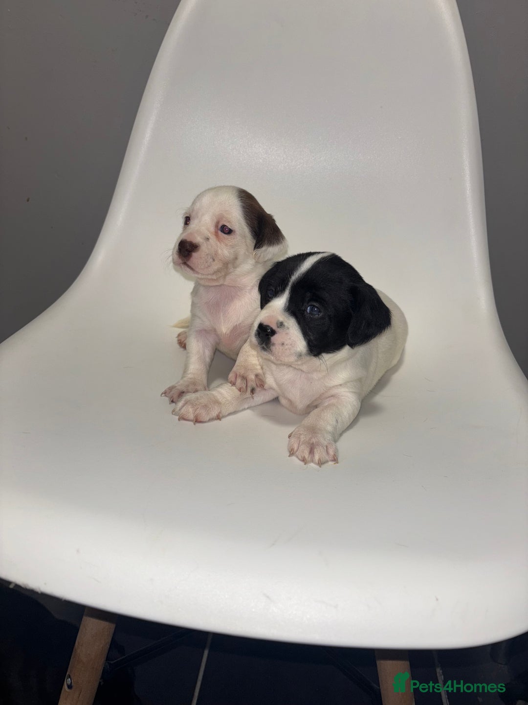 Sprocker dogs for sale: Sprocker puppy’s for sale  - Image 3