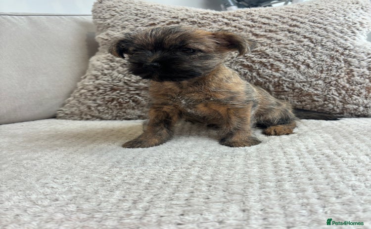 Cairn Terrier dogs - Advert 1