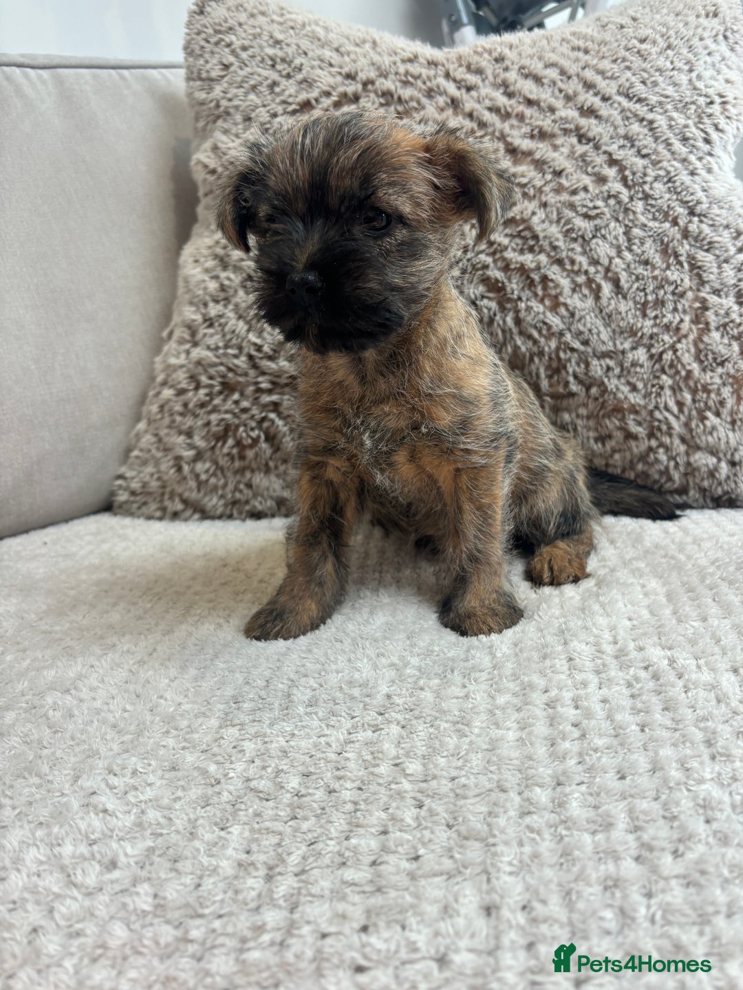 Cairn Terrier dogs for sale: Cairn terrier puppies  - Image 1
