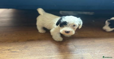 Sealyham Terrier dogs - Advert 12