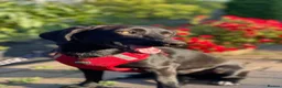 Mixed Breed dogs for adoption: ❤️🐶 BLACKY –DACHSHUND PEOPLE KNOW THE MAGIC...❤️ in Coventry - Advert 13