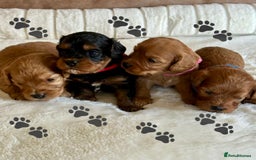 Cavapoo dogs for sale: Extensively Health Tested Cavapoo Puppies  - Image 2
