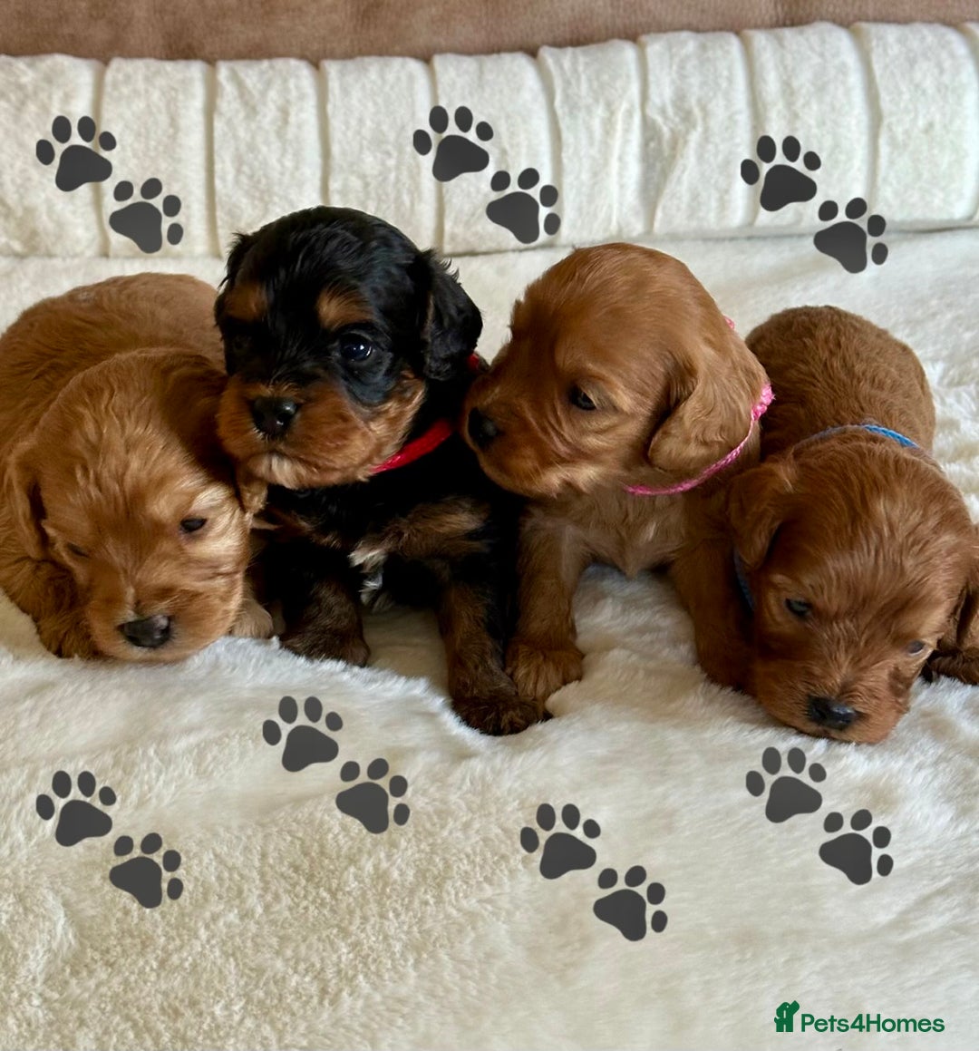 Cavapoo dogs for sale: Extensively Health Tested Cavapoo Puppies  - Image 2
