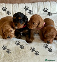Cavapoo dogs - Advert 7