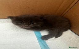Mixed Breed cats for sale: Kittens  - Image 8