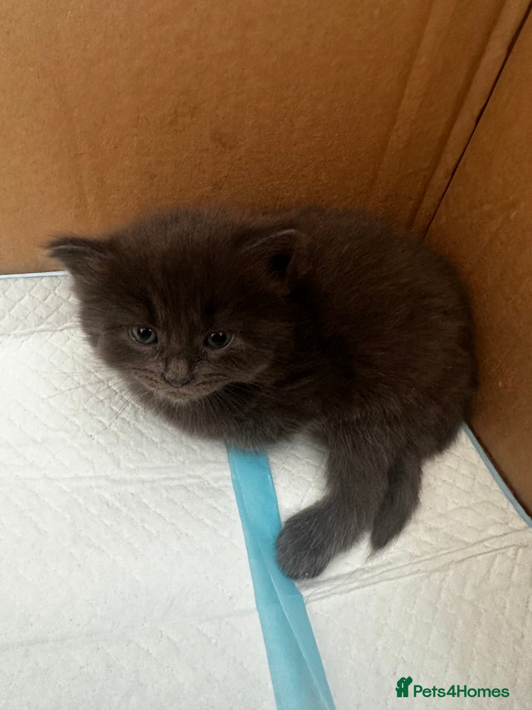 Mixed Breed cats for sale: Kittens  - Image 8