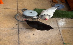 Chickens poultry for sale: Hybrid Hens and Coop  - Image 4