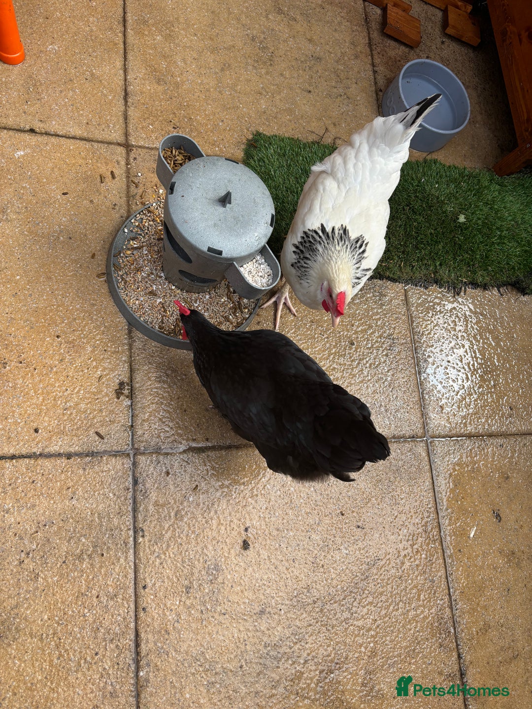 Chickens poultry for sale: Hybrid Hens and Coop  - Image 4