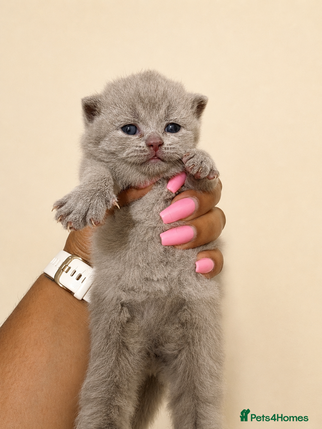 British Shorthair cats Stunning GCCF British Shorthair Kittens  - Advert 12