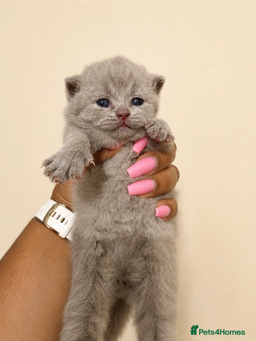British Shorthair cats for sale: Stunning GCCF British Shorthair Kittens  - Advert 1