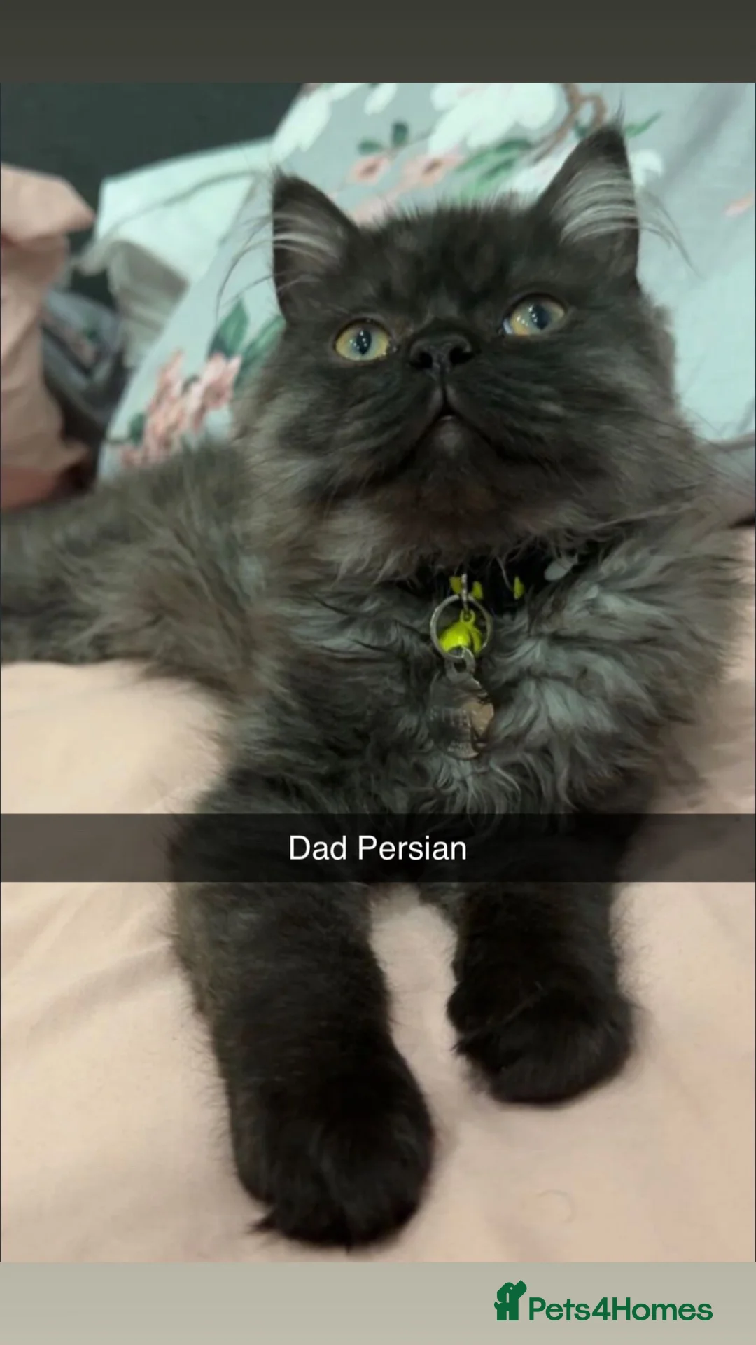Perdoll cats for sale: Persian x Turkish Angora LAST ONE LEFT - Advert 2