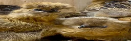 Chickens poultry for sale: Silkie  - Advert 2