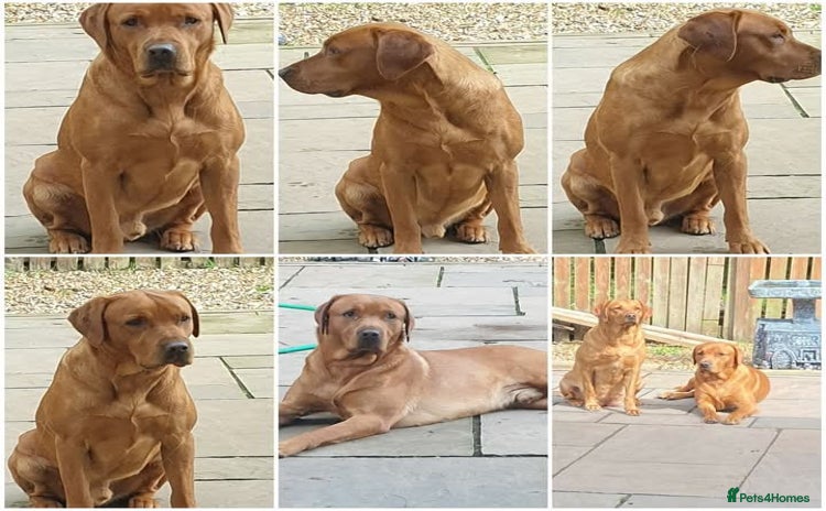 Labrador Retriever dogs - Advert 1