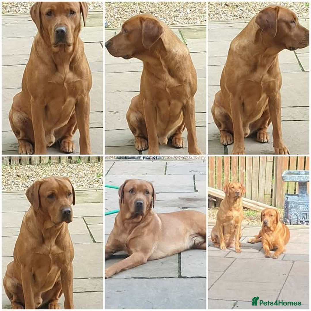 Labrador Retriever dogs for stud: Fox Red Labrador for Stud - Image 1