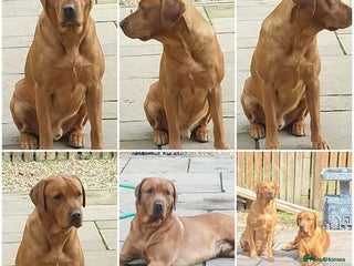 Labrador Retriever dogs - Advert 6