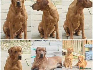 Labrador Retriever dogs Fox Red Labrador for Stud - Advert 6