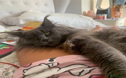 Maine Coon cats for sale: 4 big pure gorgeous Mainecoon boys  - Image 21