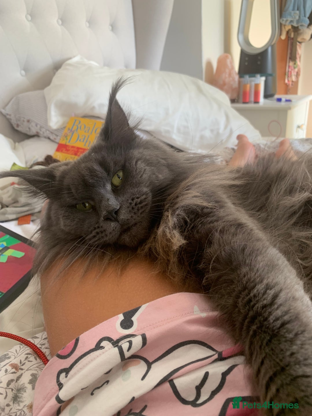 Maine Coon cats for sale: 4 big pure gorgeous Mainecoon boys  - Image 21