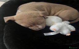American Bull Staffy dogs for sale: Puppy needs home!! - Image 3