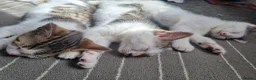 Mixed Breed cats for sale: 3 Kittens Ready to leave in Smethwick - Advert 10