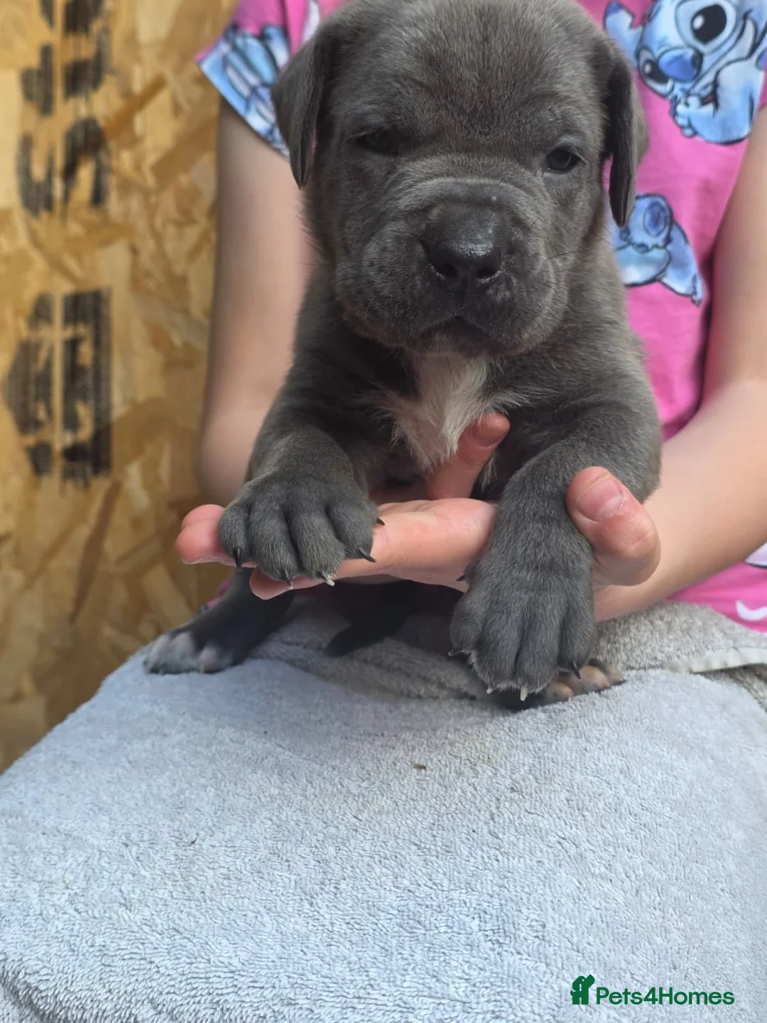Cane Corso dogs for sale: 1 Female blue beautiful cane corso pup 9 weeks old - Advert 14