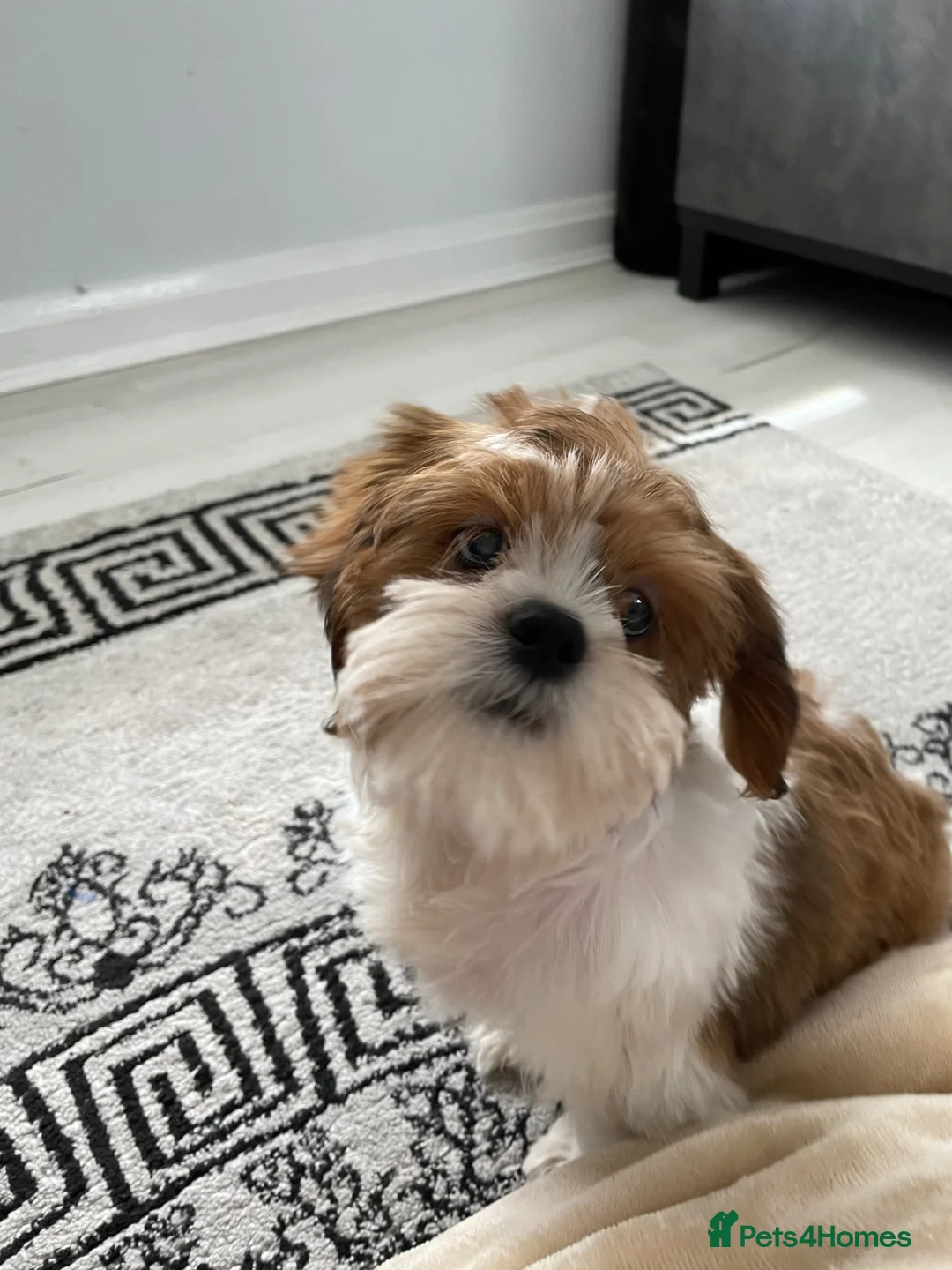 Shih Tzu dogs for sale:  4 month Handsome shih Tsu puppy  - Advert 2