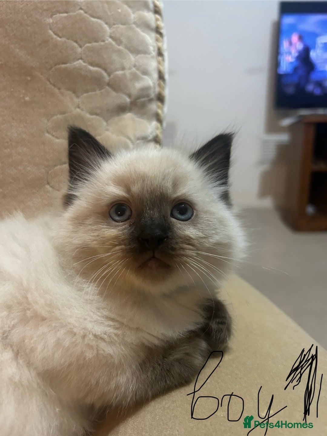 Ragdoll cats for sale: A real ragdoll - Advert 1