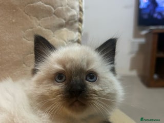 Ragdoll cats A real ragdoll - Advert 1