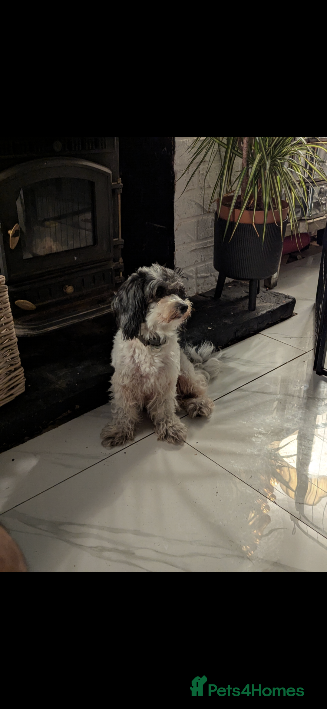 Cavapoochon dogs for sale: Cavapoochon puppies .ready now  - Image 6