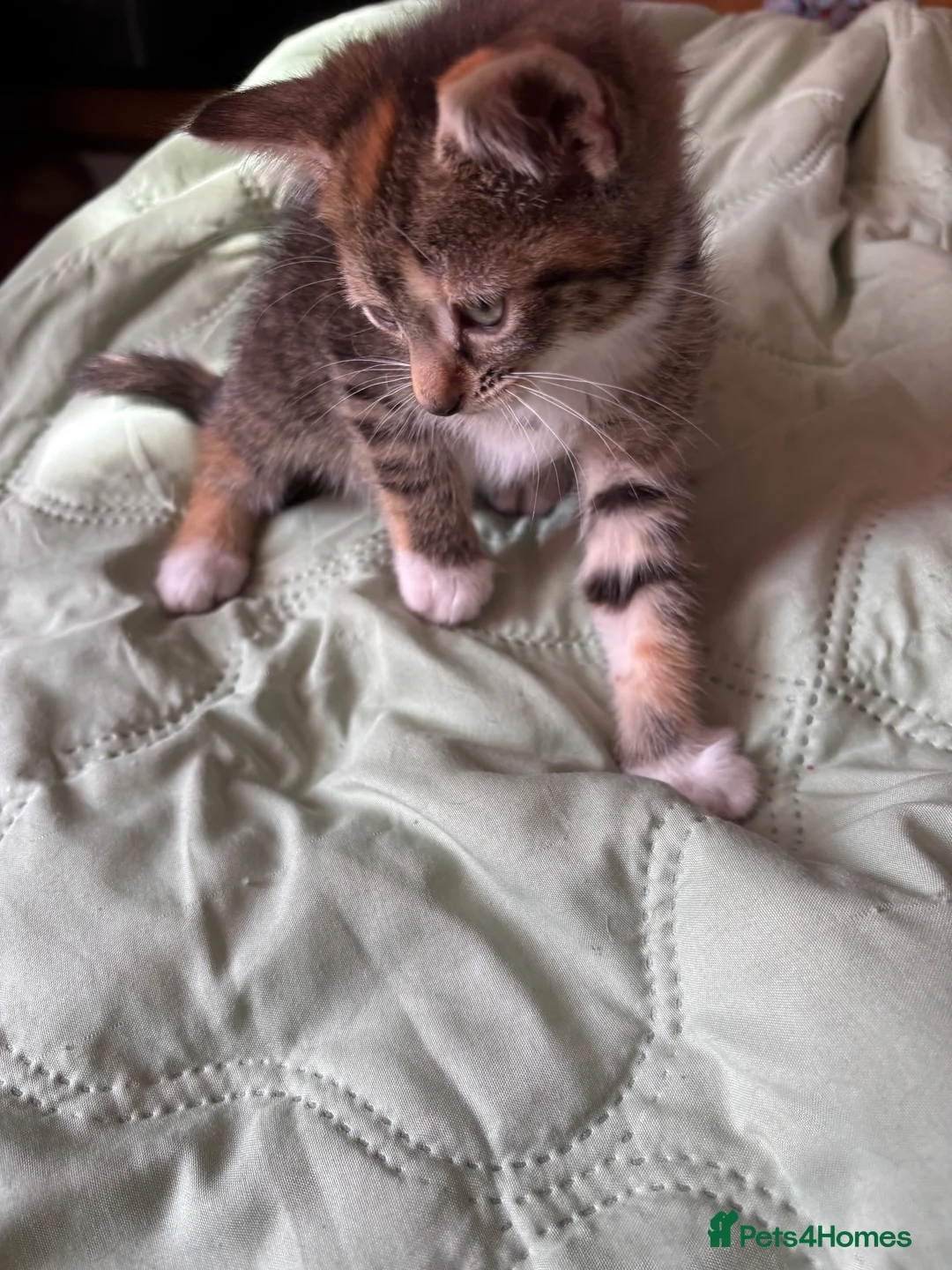 Mixed Breed cats for sale: 2 Gorgeous Kittens, 1 boy 1 Girl - Advert 8