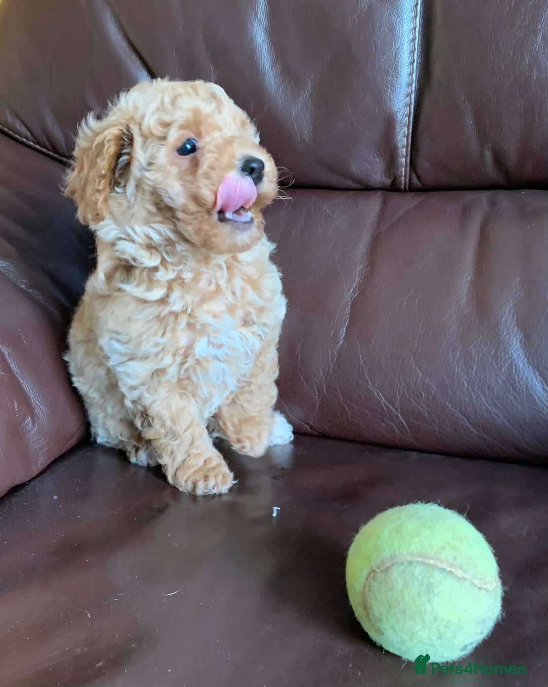 Poochon dogs for sale: Outstanding Poochon puppies - Advert 11