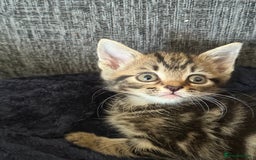 Mixed Breed cats for sale: Beautiful kitten  - Image 5