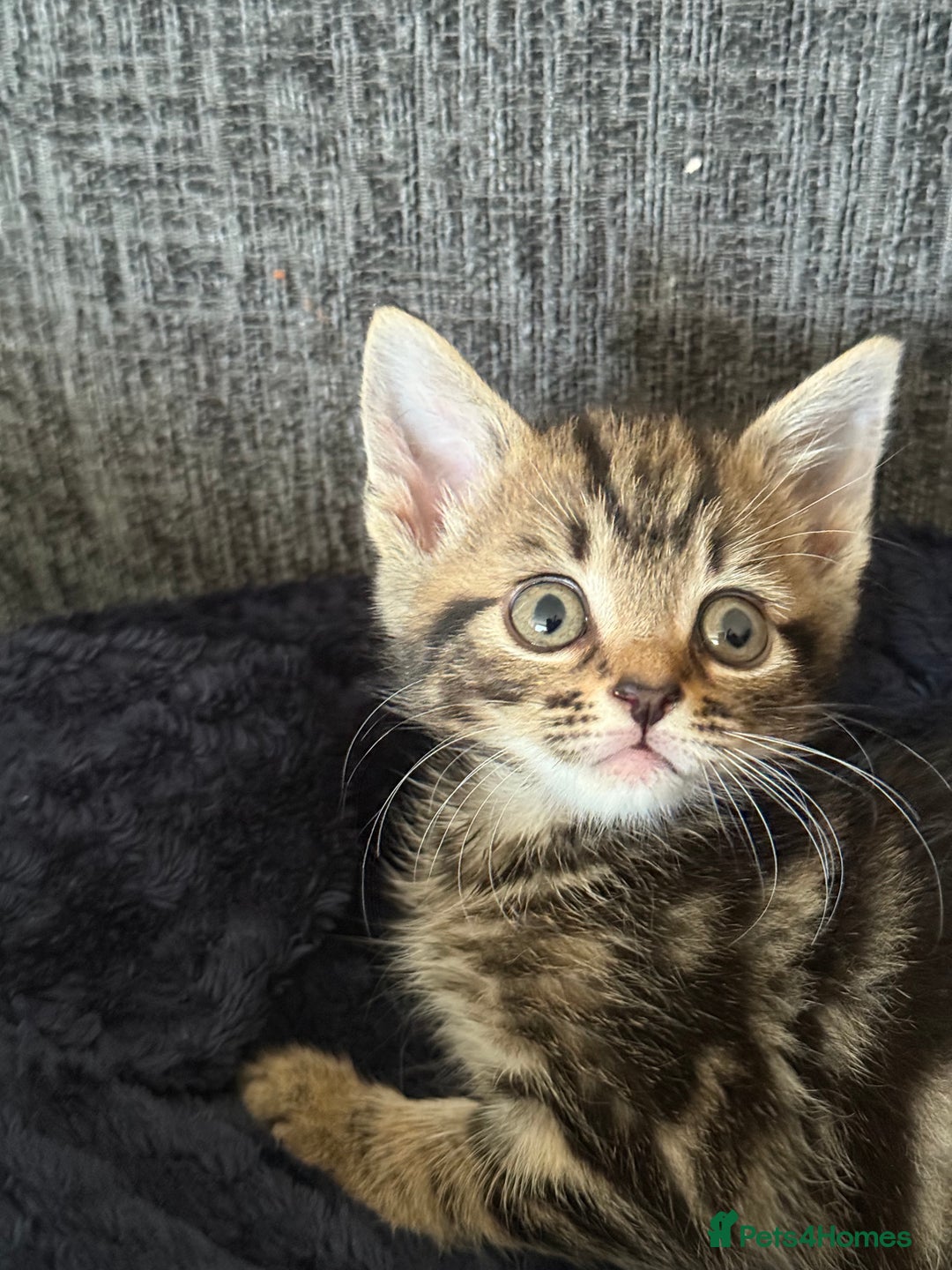 Mixed Breed cats for sale: Beautiful kitten  - Image 5