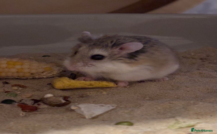 Hamster rodents - Advert 1