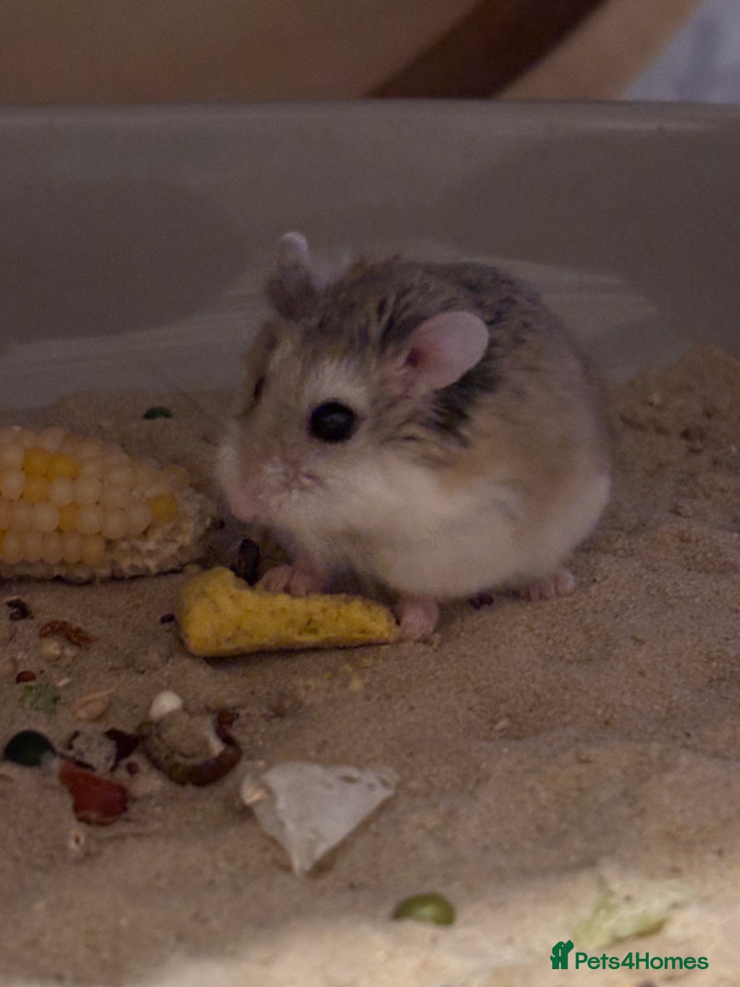 Hamster rodents for sale: Male Roborovski & BUCATSTATE Enclosure - Image 1