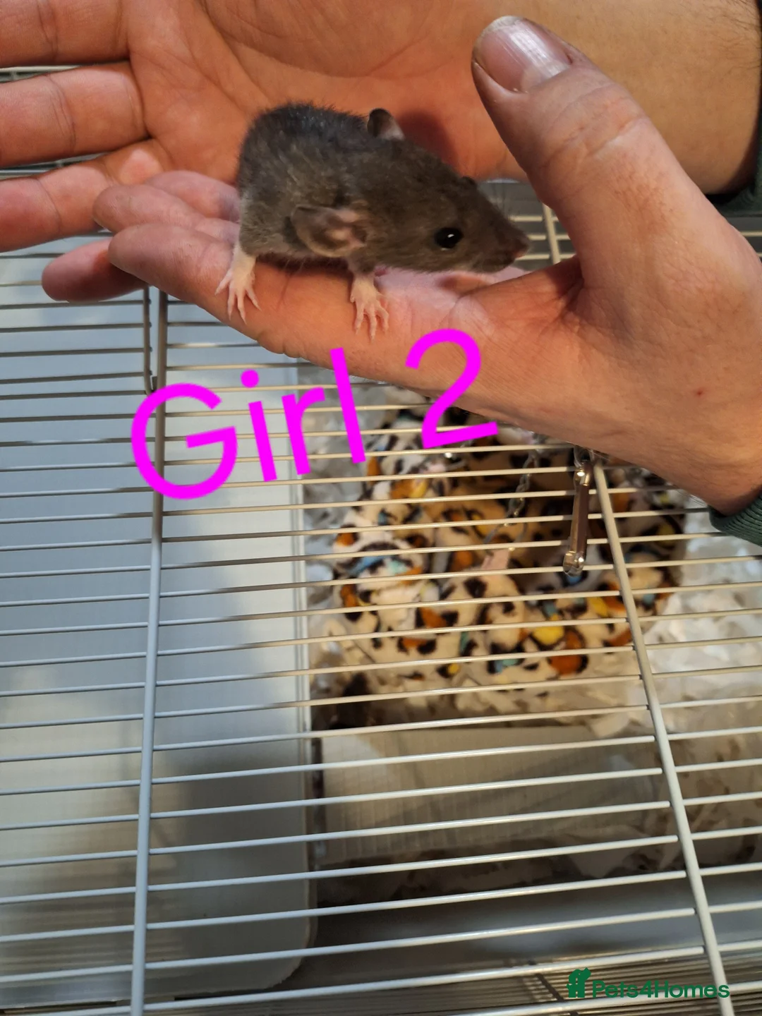 Rat rodents for sale: Baby Dumbo rats male and female  - Advert 2