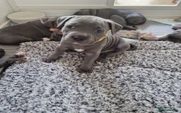 Staffordshire Bull Terrier dogs for sale: Full pedigree blue Staffordshire bull terriers - Image 1