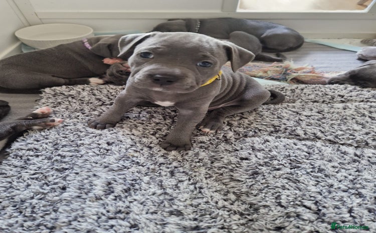 Staffordshire Bull Terrier dogs - Advert 3