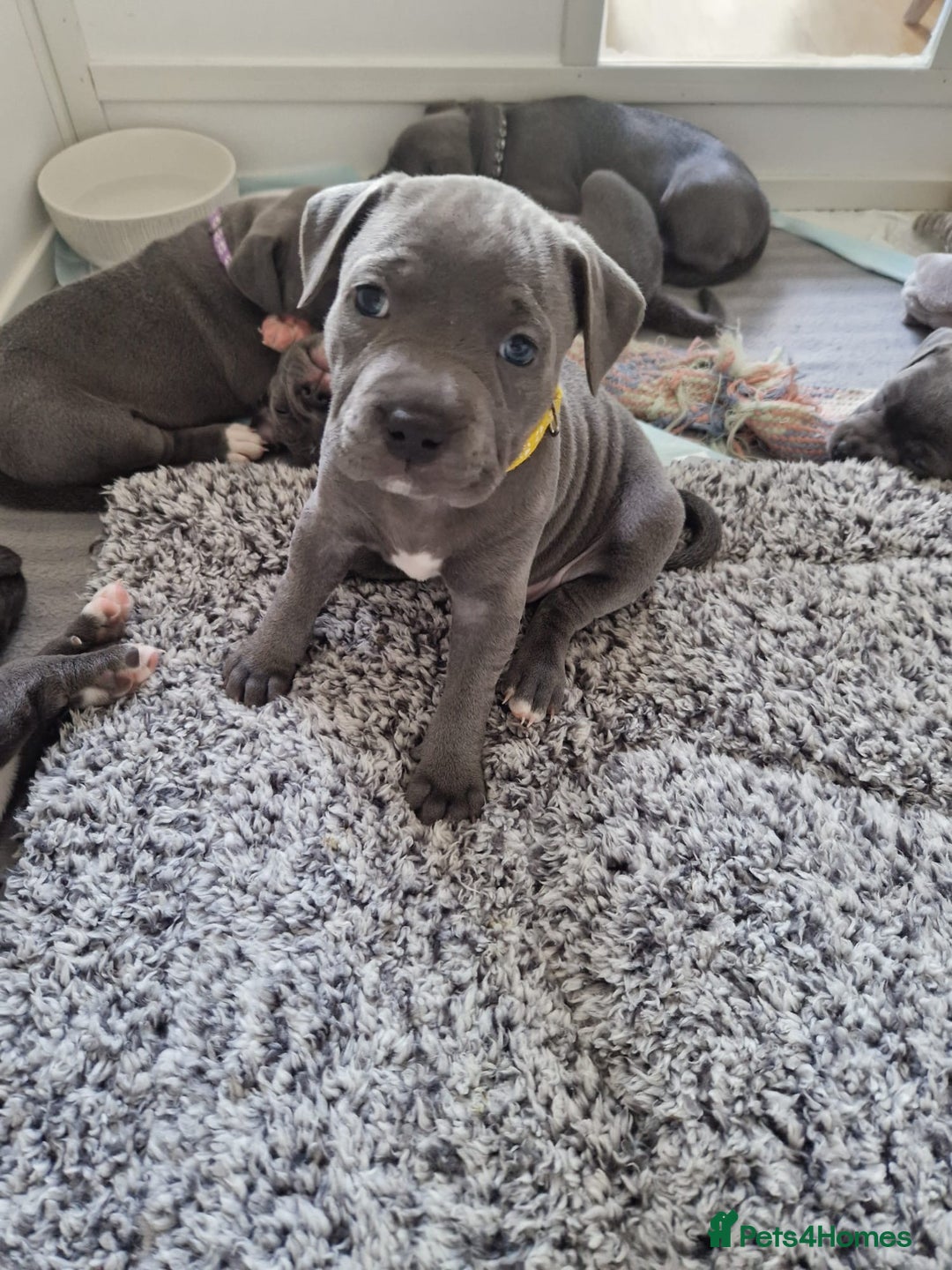 Staffordshire Bull Terrier dogs for sale: Full pedigree blue Staffordshire bull terriers - Image 1
