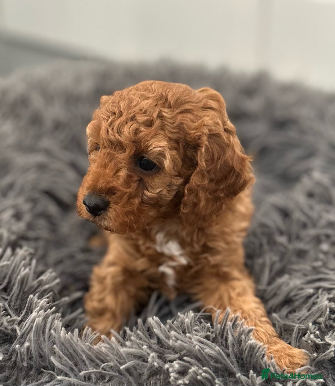 Cavapoo dogs for sale: F1B CAVAPOO FOX RED - Image 6