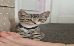 Mixed Breed cats for sale: Adorable kittens in London(SE18)😻💓😻 - Image 11