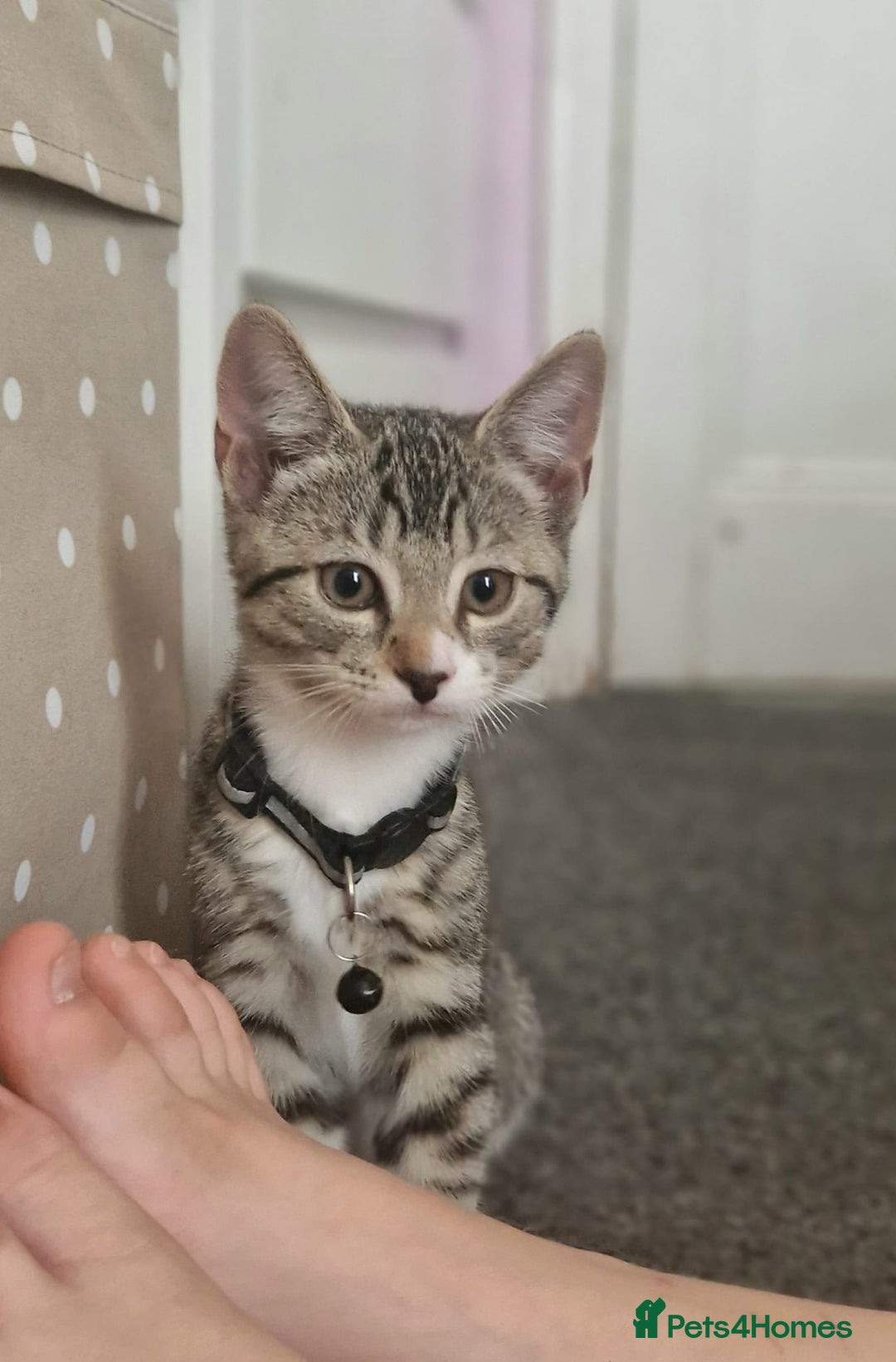 Mixed Breed cats for sale: Adorable kittens in London(SE18)😻💓😻 - Image 11