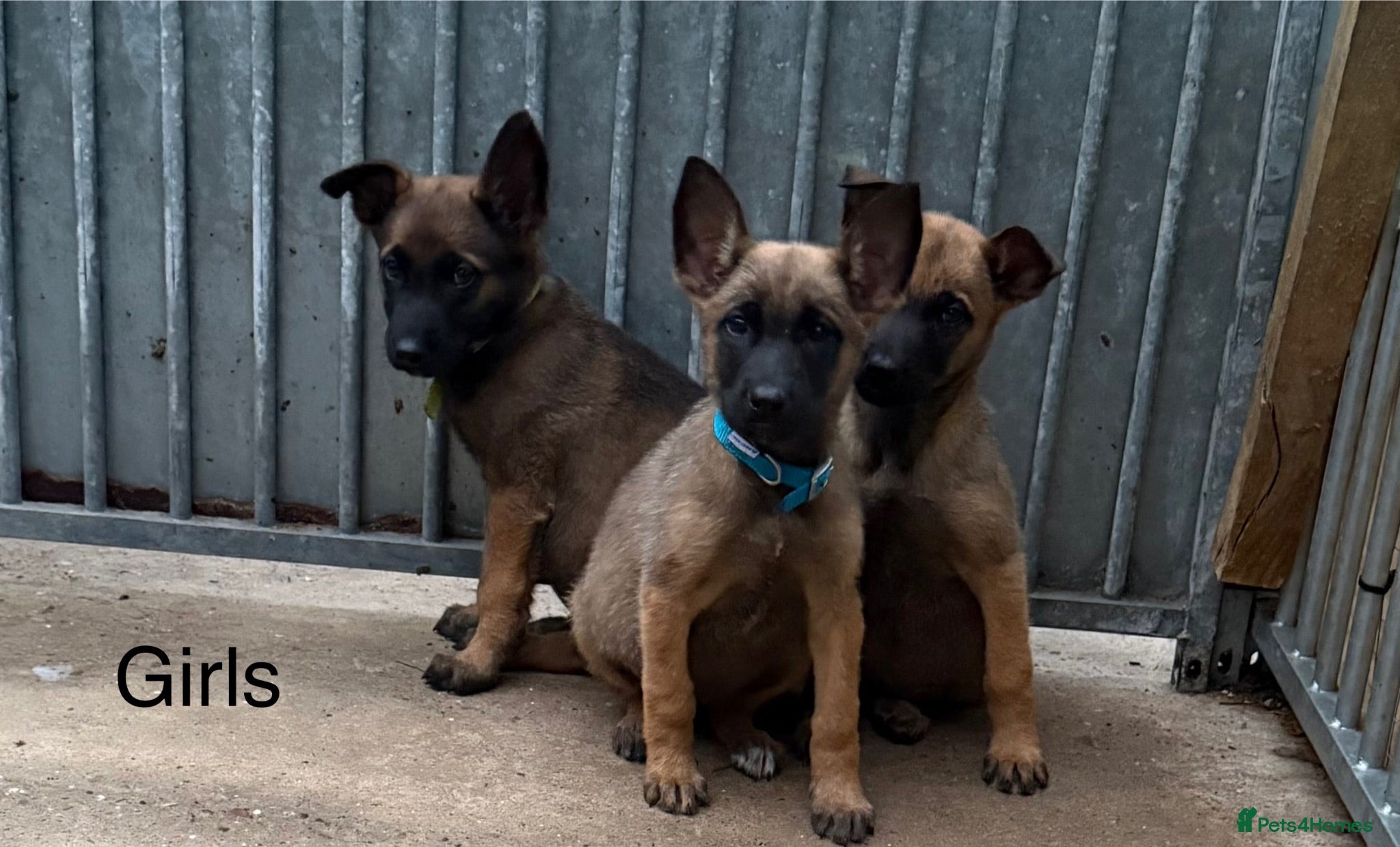 Belgian Shepherd Dog dogs Belgium Mali pups - Advert 1