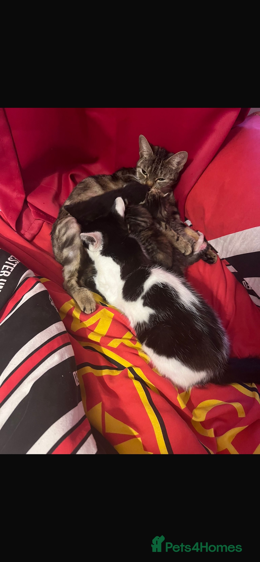 Mixed Breed cats for sale: 2 girls one boy  - Image 4